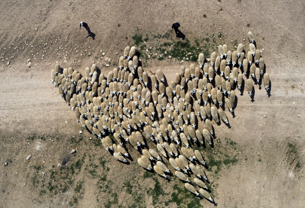 Konya'da binlerce kuzunun "süt koşusu" 8