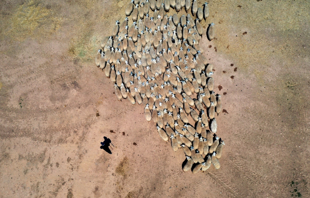 Konya'da binlerce kuzunun "süt koşusu" 9