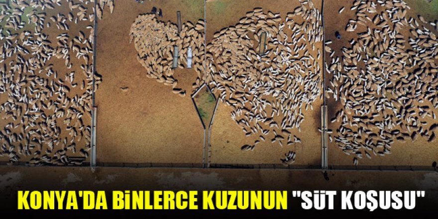 Konya'da binlerce kuzunun "süt koşusu"