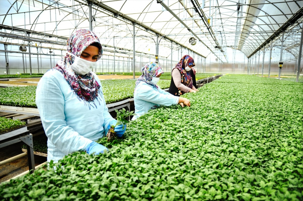 Konya'da sebze üreticisi iklime uygun fideyle pazara "erken" giriyor 12