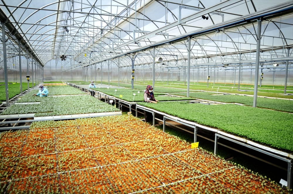 Konya'da sebze üreticisi iklime uygun fideyle pazara "erken" giriyor 13
