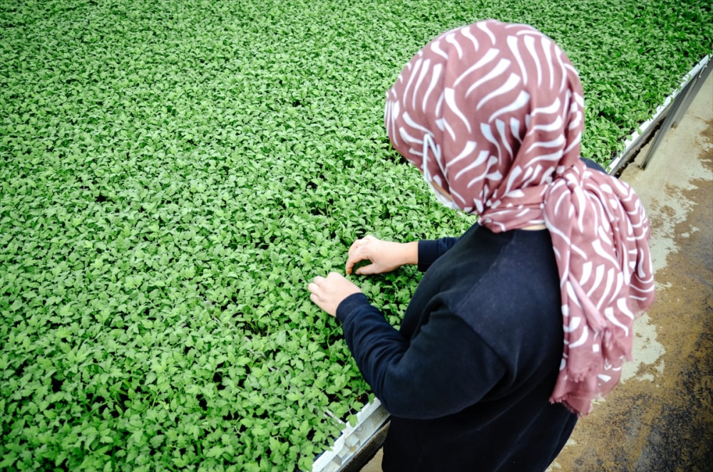 Konya'da sebze üreticisi iklime uygun fideyle pazara "erken" giriyor 14