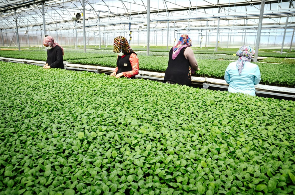 Konya'da sebze üreticisi iklime uygun fideyle pazara "erken" giriyor 15