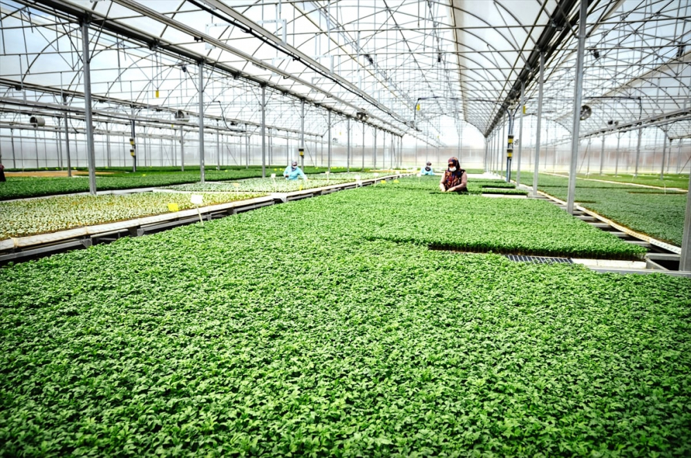 Konya'da sebze üreticisi iklime uygun fideyle pazara "erken" giriyor 16