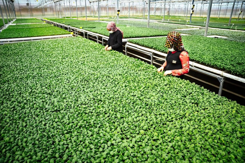 Konya'da sebze üreticisi iklime uygun fideyle pazara "erken" giriyor 18