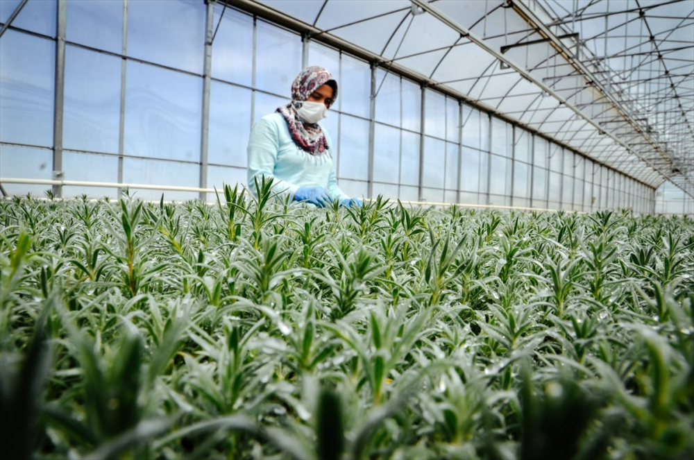 Konya'da sebze üreticisi iklime uygun fideyle pazara "erken" giriyor 7