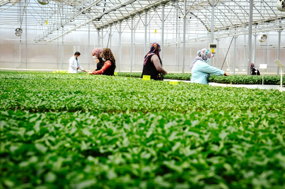 Konya'da sebze üreticisi iklime uygun fideyle pazara "erken" giriyor 8