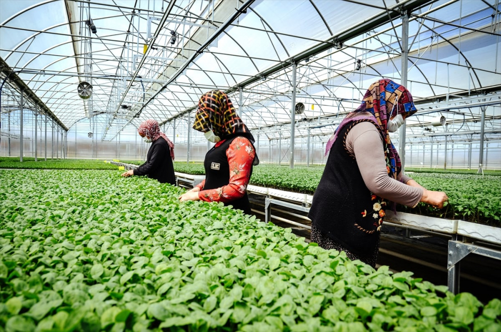 Konya'da sebze üreticisi iklime uygun fideyle pazara "erken" giriyor 9
