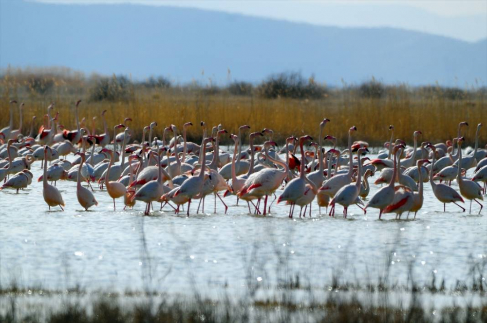 Akgöl sazlıkları flamingolarla ayrı bir güzelliğe büründü 10
