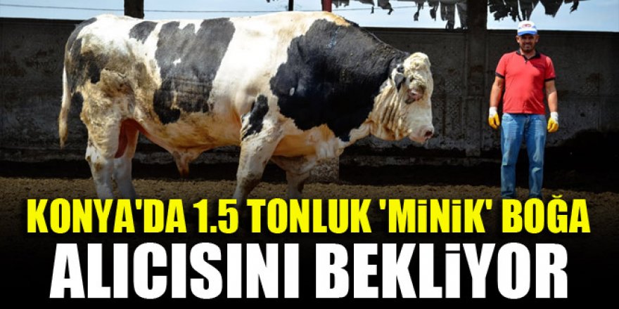 Konya'da 1.5 tonluk 'minik' boğa alıcısını bekliyor