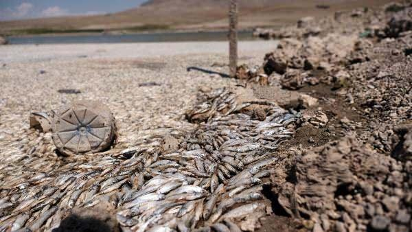 May Barajı’nda sular çekildi, balıklar öldü! 11