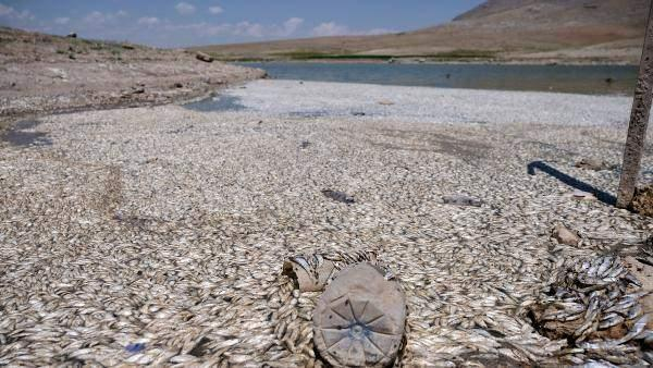 May Barajı’nda sular çekildi, balıklar öldü! 14