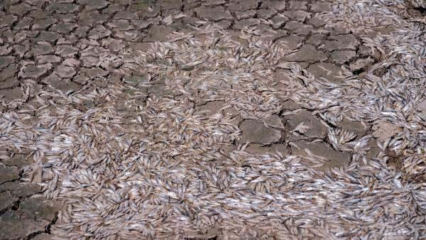 May Barajı’nda sular çekildi, balıklar öldü! 2
