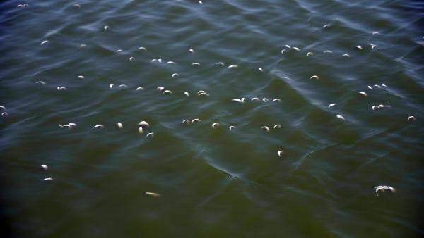May Barajı’nda sular çekildi, balıklar öldü! 3