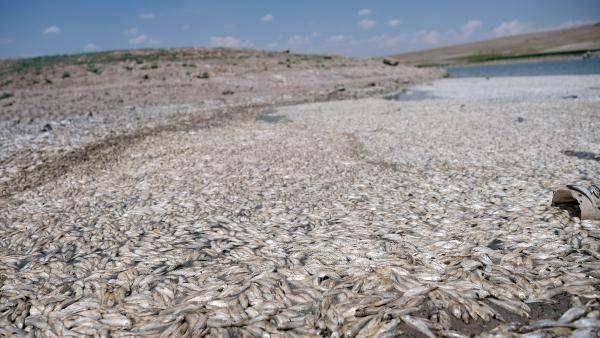 May Barajı’nda sular çekildi, balıklar öldü! 4