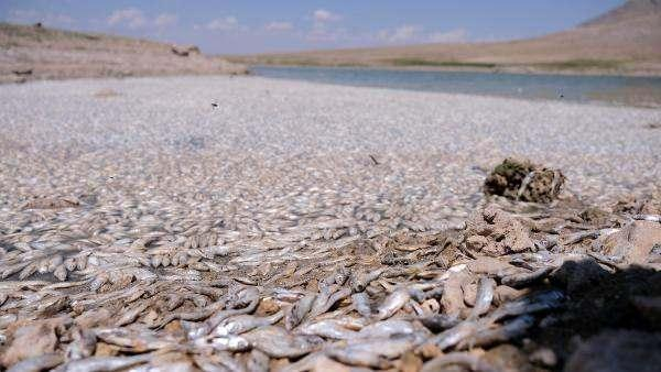 May Barajı’nda sular çekildi, balıklar öldü! 8