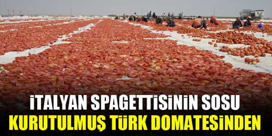 İtalyan spagettisinin sosu kurutulmuş Türk domatesinden