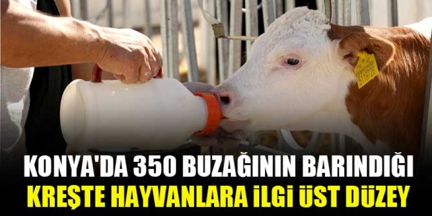 Konya'da 350 buzağının barındığı kreşte hayvanlara ilgi üst düzey