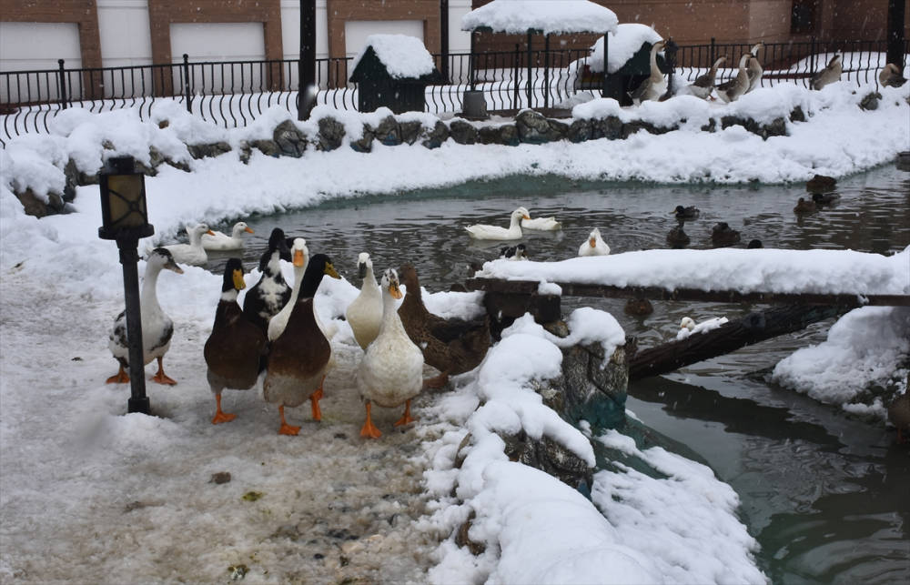 Konya'da hayvanat bahçesi sakinlerinin kar sevinci 1