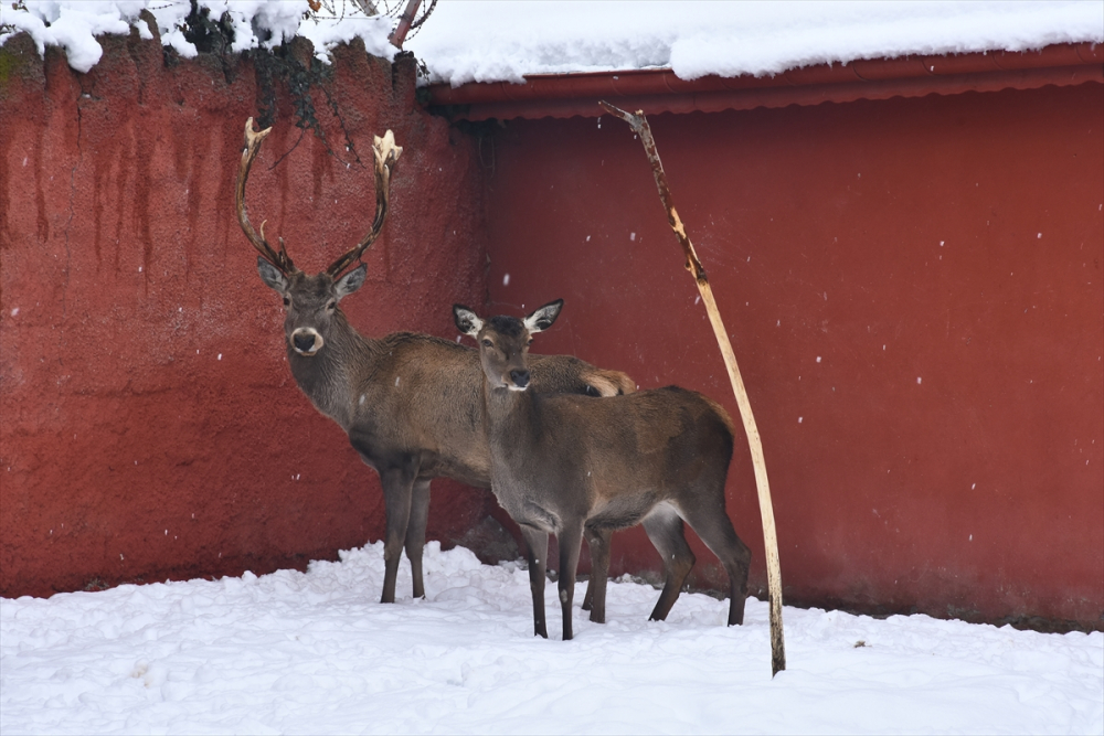 Konya'da hayvanat bahçesi sakinlerinin kar sevinci 13