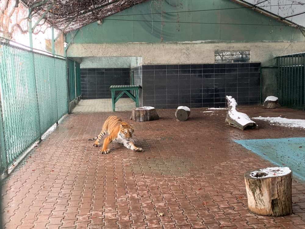 Konya'da hayvanat bahçesi sakinlerinin kar sevinci 14