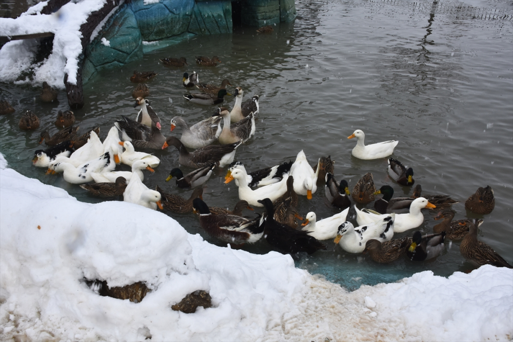 Konya'da hayvanat bahçesi sakinlerinin kar sevinci 2