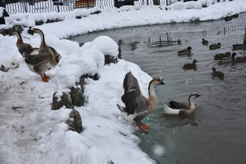 Konya'da hayvanat bahçesi sakinlerinin kar sevinci 4