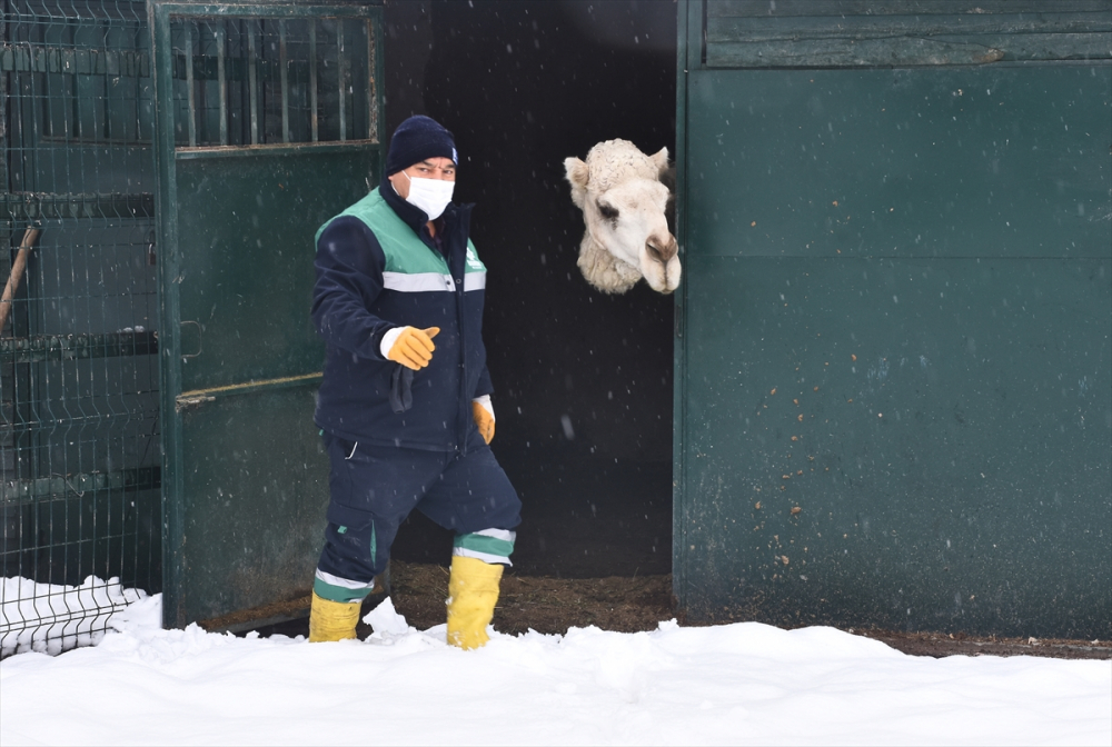Konya'da hayvanat bahçesi sakinlerinin kar sevinci 6