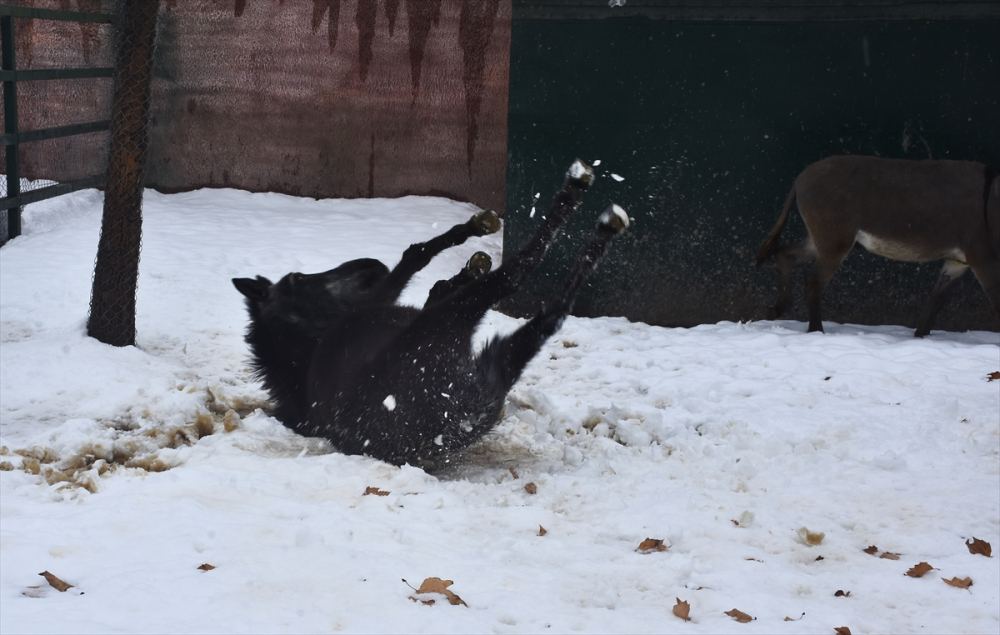 Konya'da hayvanat bahçesi sakinlerinin kar sevinci 7