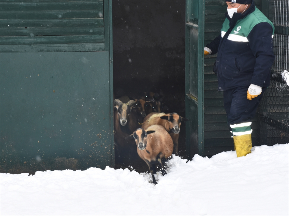 Konya'da hayvanat bahçesi sakinlerinin kar sevinci 8