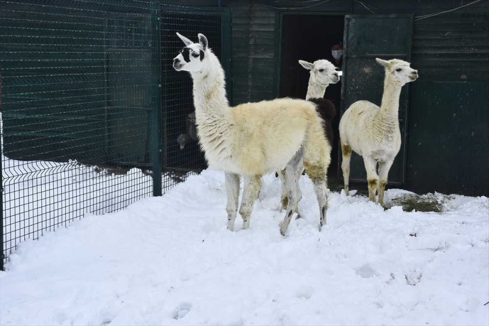Konya'da hayvanat bahçesi sakinlerinin kar sevinci 9