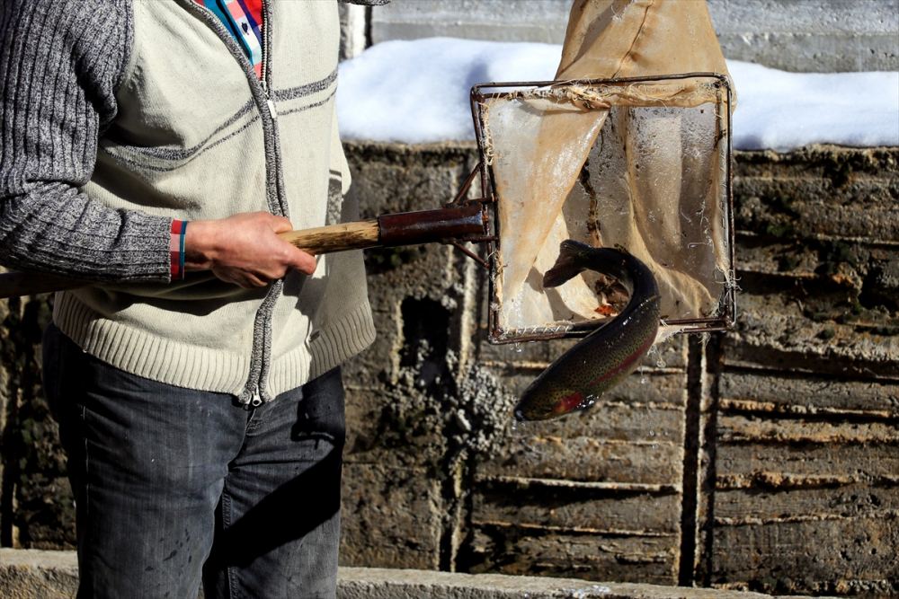 Torosların incisi "gökkuşağı alabalığı" lezzetini kar sularından alıyor 10