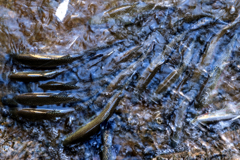 Torosların incisi "gökkuşağı alabalığı" lezzetini kar sularından alıyor 11