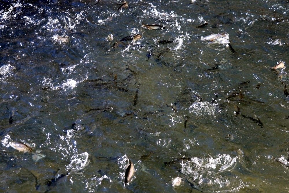 Torosların incisi "gökkuşağı alabalığı" lezzetini kar sularından alıyor 13
