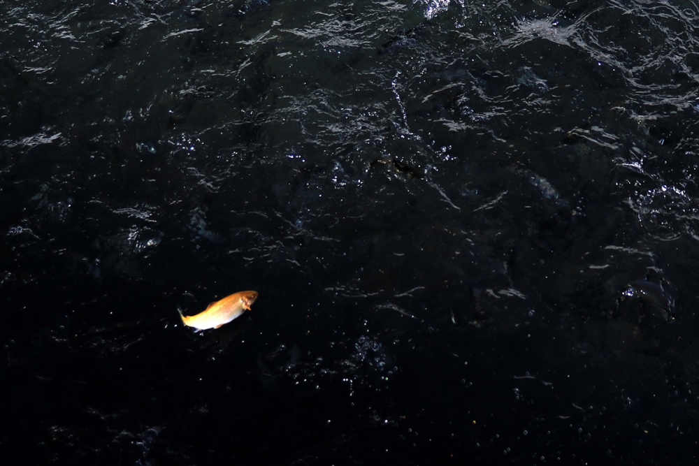 Torosların incisi "gökkuşağı alabalığı" lezzetini kar sularından alıyor 14