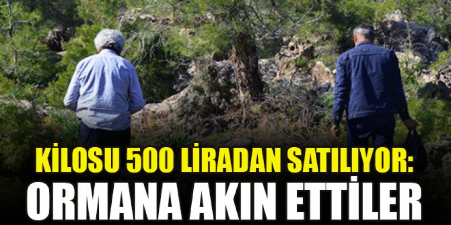 Kilosu 500 liradan satılıyor: Ormana akın ettiler