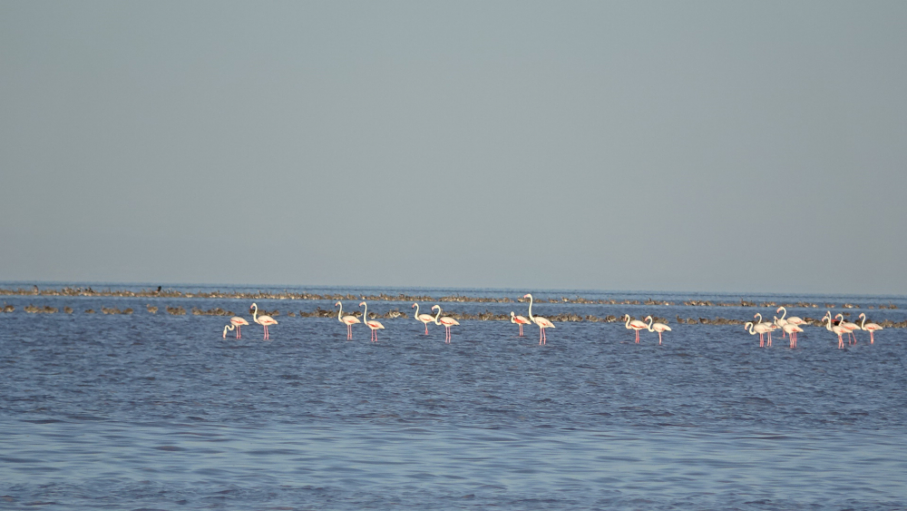 Tuz Gölü’ndeki doğa kampında flamingo şöleni 1