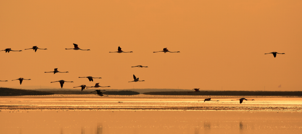 Tuz Gölü’ndeki doğa kampında flamingo şöleni 2