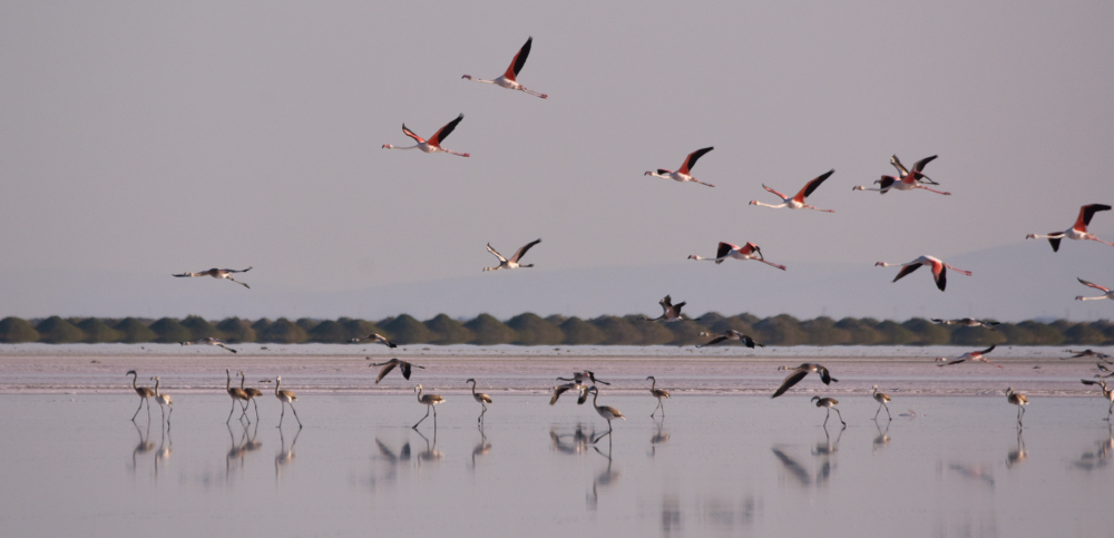 Tuz Gölü’ndeki doğa kampında flamingo şöleni 3