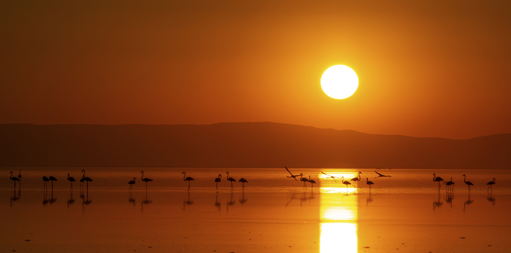 Tuz Gölü’ndeki doğa kampında flamingo şöleni 4