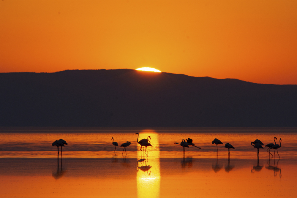 Tuz Gölü’ndeki doğa kampında flamingo şöleni 5