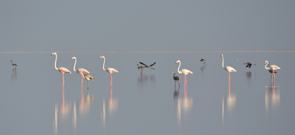 Tuz Gölü’ndeki doğa kampında flamingo şöleni 6