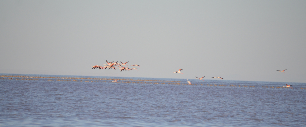 Tuz Gölü’ndeki doğa kampında flamingo şöleni 8
