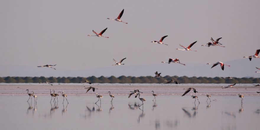 Tuz Gölü’ndeki doğa kampında flamingo şöleni
