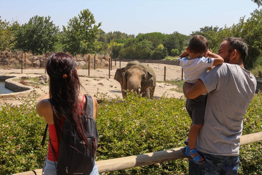 Türkiye'nin ilk fil ailesine özenle bakılıyor 7