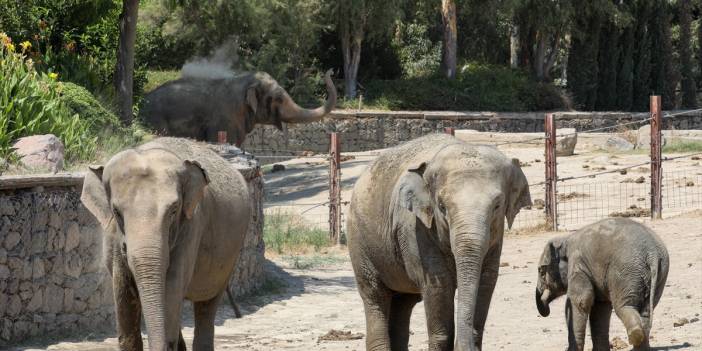 Türkiye'nin ilk fil ailesine özenle bakılıyor