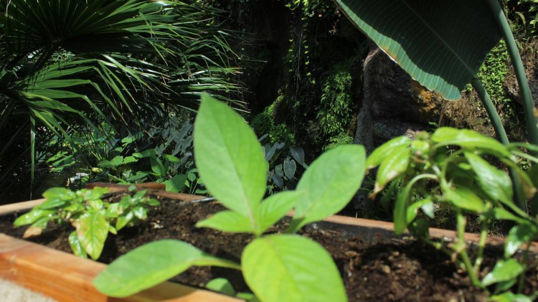 Konya Tropikal Kelebek Bahçesi turistlerin gözdesi oldu 20
