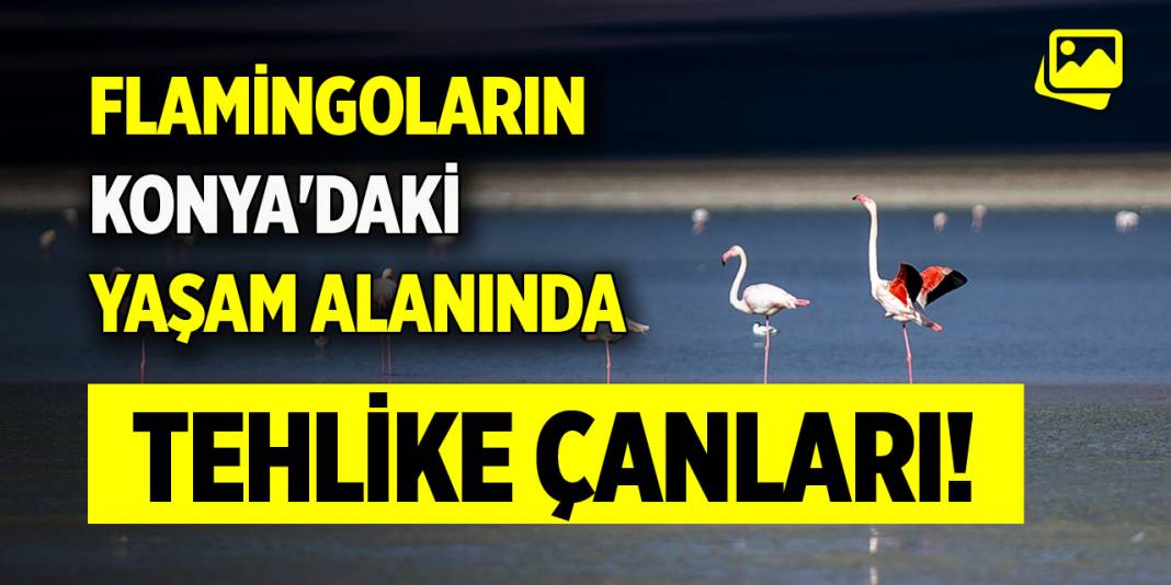 Flamingoların Konya'daki yaşam alanında tehlike çanları! 1