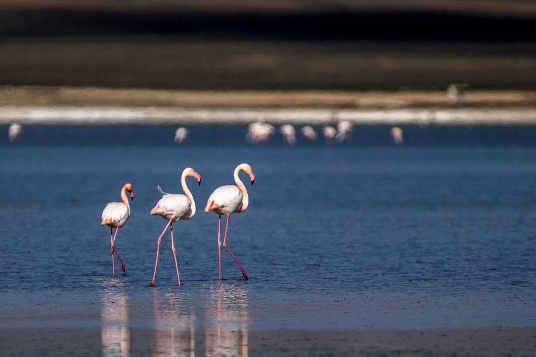 Flamingoların Konya'daki yaşam alanında tehlike çanları! 2