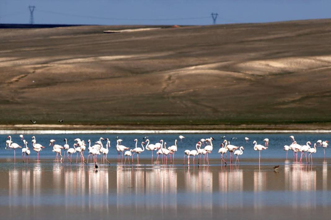 Flamingoların Konya'daki yaşam alanında tehlike çanları! 4